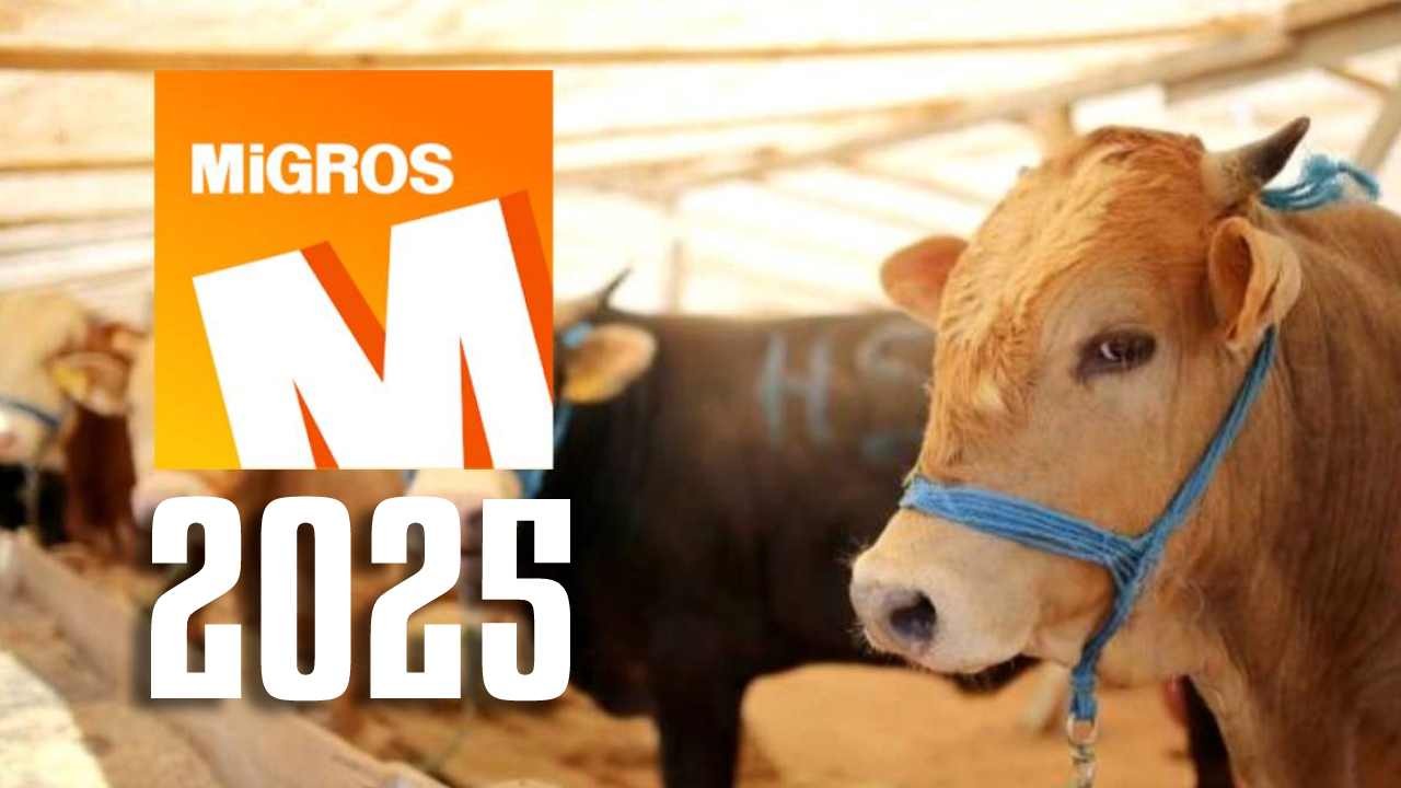 Migros 2025 Kurbanlık fiyatları belli oldu: Büyükbaş mı, küçükbaş mı? Bağış kurbanlık fiyat listesi