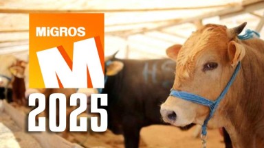 Migros 2025 Kurbanlık fiyatları belli oldu: Büyükbaş mı, küçükbaş mı? Bağış kurbanlık fiyat listesi