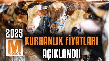 2025 Migros kurbanlık fiyatları açıklandı: Büyükbaş, küçükbaş ve bağış kurbanı fiyatları ne kadar? İşte 2025 kurban bayramı kurbanlık fiyatları