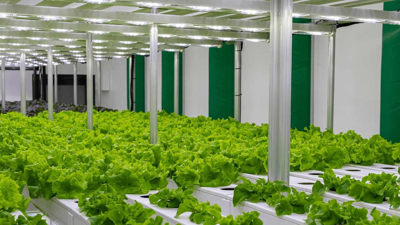 Dev Restoran Zinciri Batıyor mu? Planta Neden İflas Koruma İstedi? İşte Milyonluk Borçlar ve Detaylar